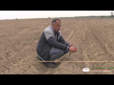 Distance between rows when planting potatoes