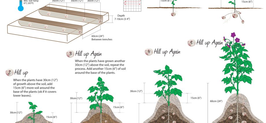 Distance between rows when planting potatoes