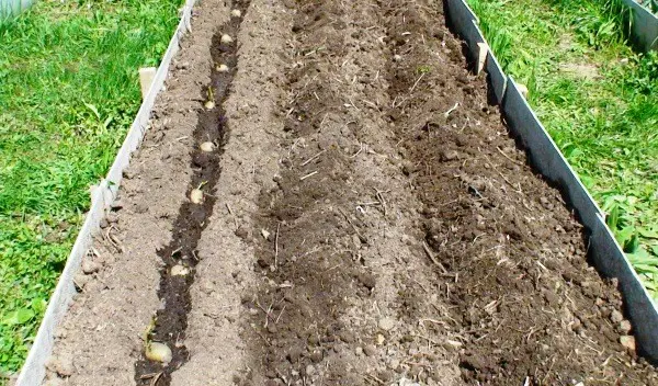 Distance when planting potatoes: different planting patterns