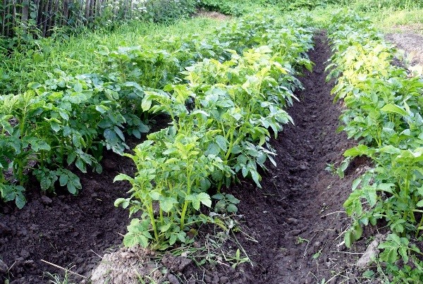 Distance when planting potatoes: different planting patterns