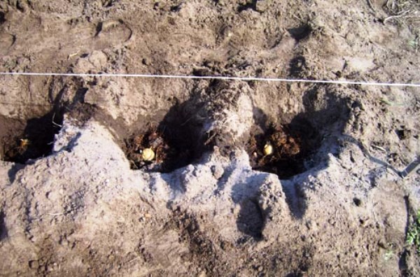 Distance when planting potatoes: different planting patterns