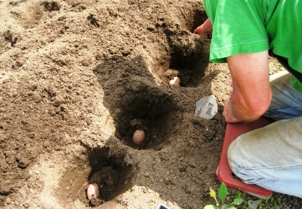 Distance when planting potatoes: different planting patterns