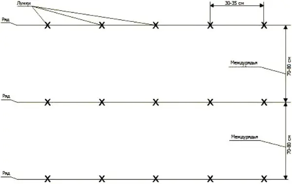 Distance when planting potatoes: different planting patterns