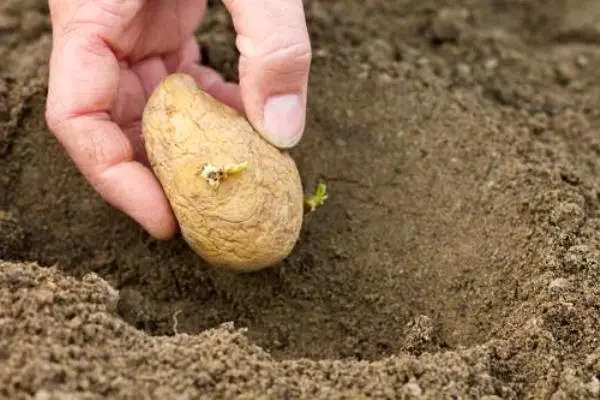 Distance when planting potatoes: different planting patterns