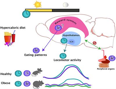 Disturbed circadian rhythms may contribute to obesity