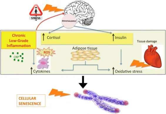 Disturbing research results: stress can damage the heart