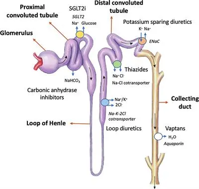 Diuretics, or diuretics. Application, operation, safety