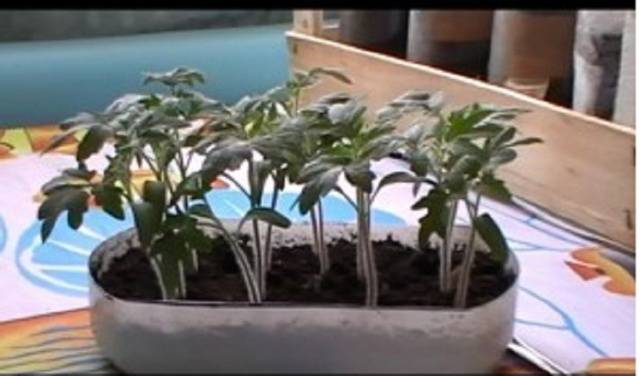 Diving tomato seedlings