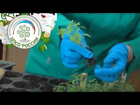 Diving tomato seedlings