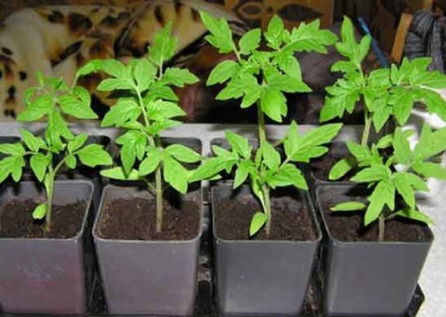 Diving tomato seedlings