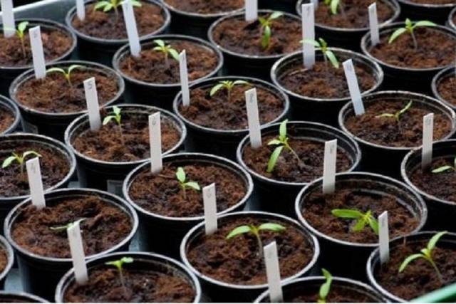 Diving tomato seedlings