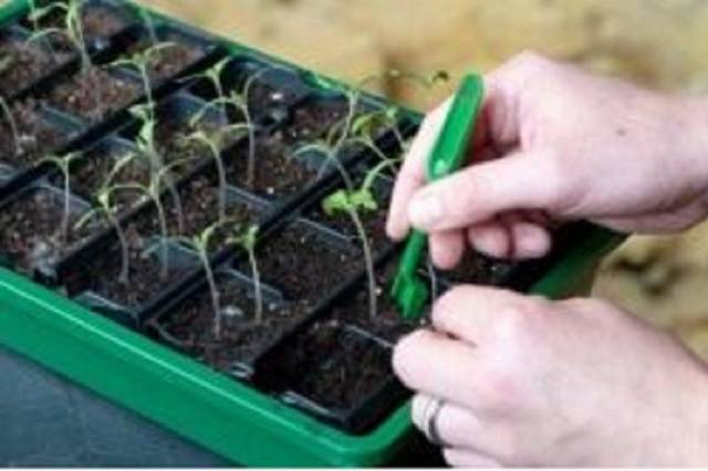 Diving tomato seedlings