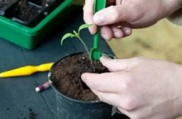 Diving tomato seedlings