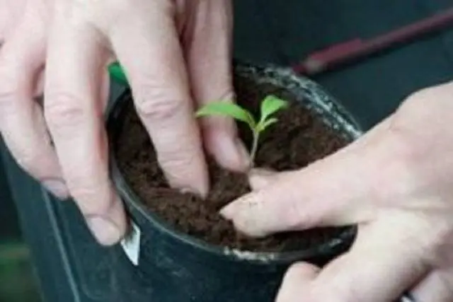 Diving tomato seedlings