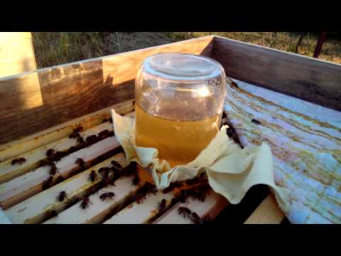 DIY bee feeder