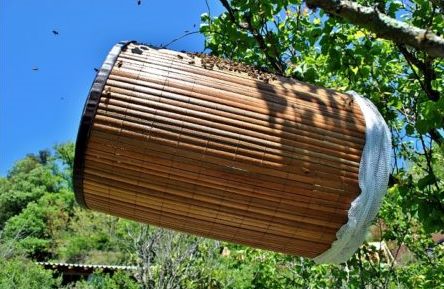 DIY bee traps