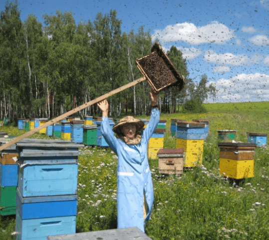 DIY bee traps