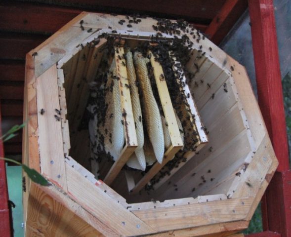 DIY bee traps