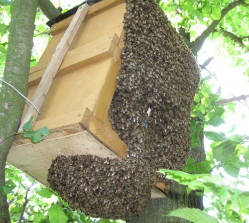 DIY bee traps