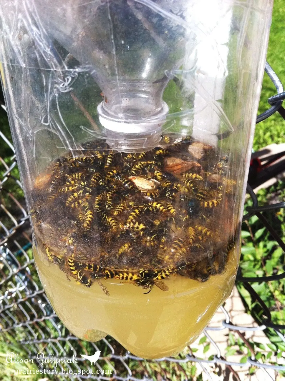 DIY bee traps