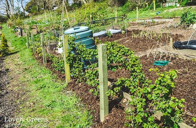 DIY blackberry trellis: learning to take care of culture