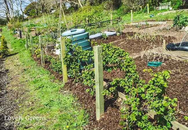 DIY blackberry trellis: learning to take care of culture