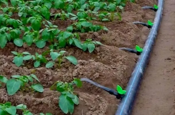 DIY drip irrigation system: instructions