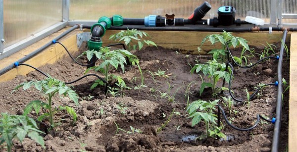 DIY drip irrigation system: instructions