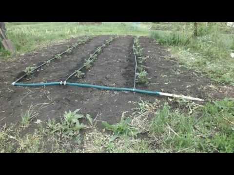 DIY drip irrigation system: instructions