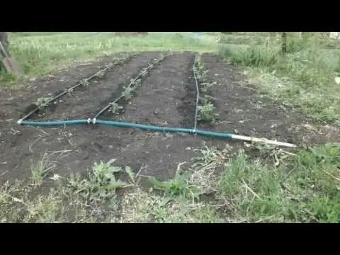 DIY drip irrigation system: instructions