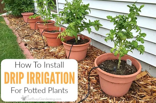 DIY drip irrigation system: instructions