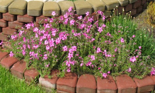 DIY fences for flower beds: a selection of options for flower beds