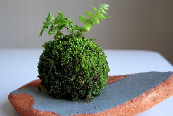 DIY Kokedama: a master class on creating