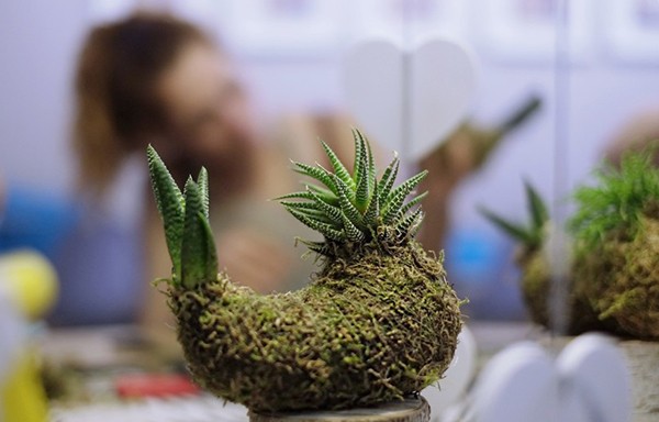 DIY Kokedama: a master class on creating