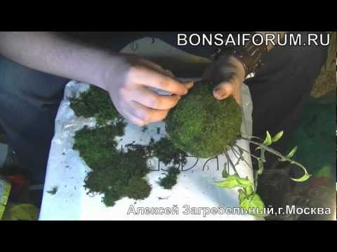 DIY Kokedama: a master class on creating