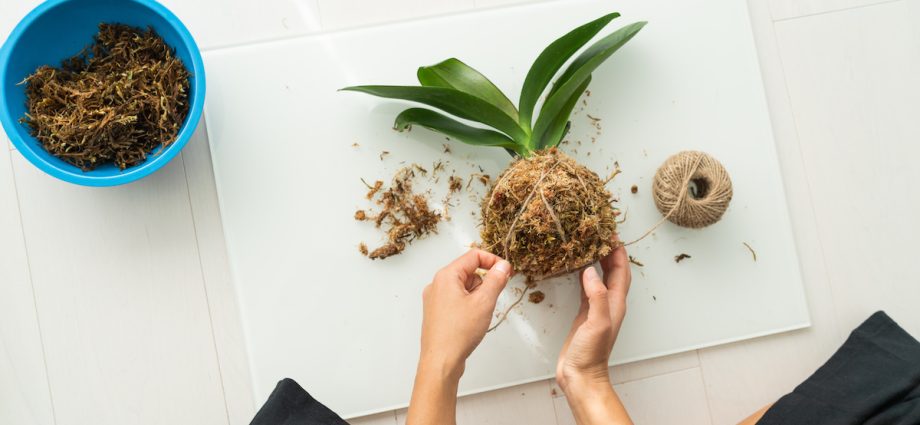 DIY Kokedama: a master class on creating