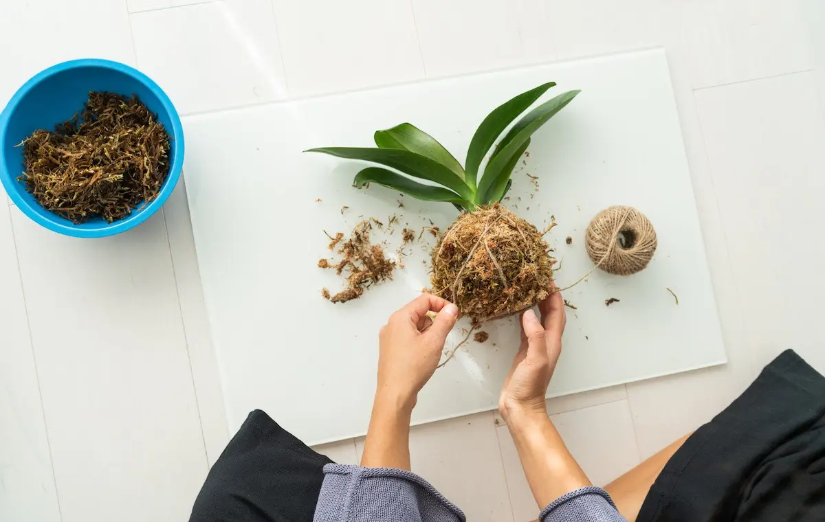 DIY Kokedama: a master class on creating