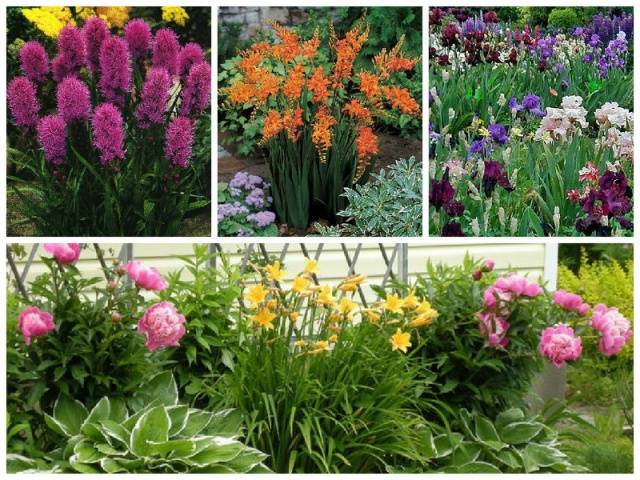 DIY perennial flower beds for beginners 