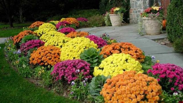 DIY perennial flower beds for beginners 