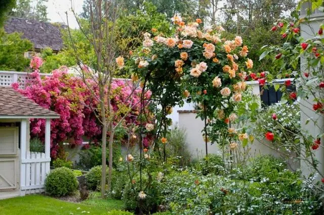 DIY trellis and arches for climbing roses