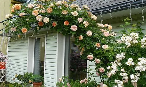 DIY trellis and arches for climbing roses