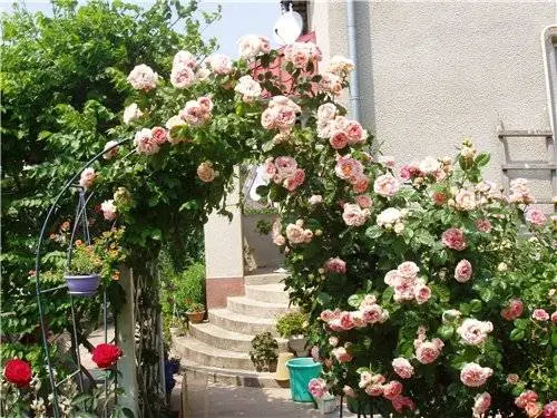 DIY trellis and arches for climbing roses