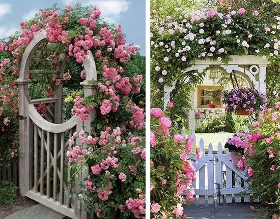 DIY trellis and arches for climbing roses