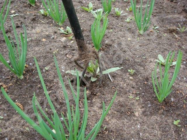 DIY weed remover 