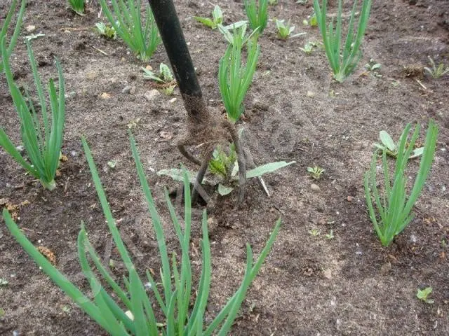 DIY weed remover 