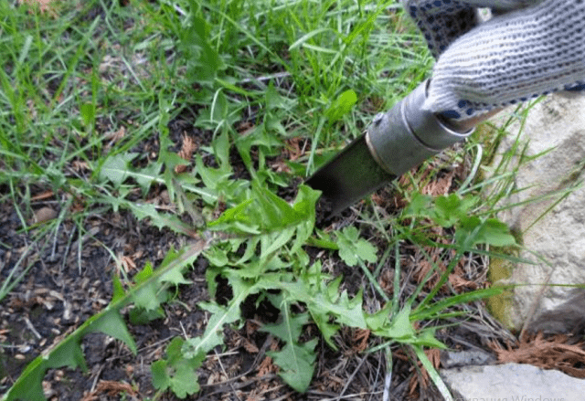 DIY weed remover 