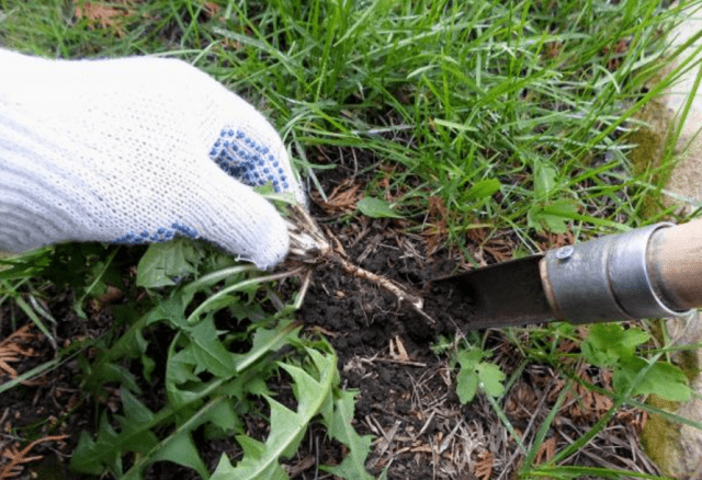 DIY weed remover 