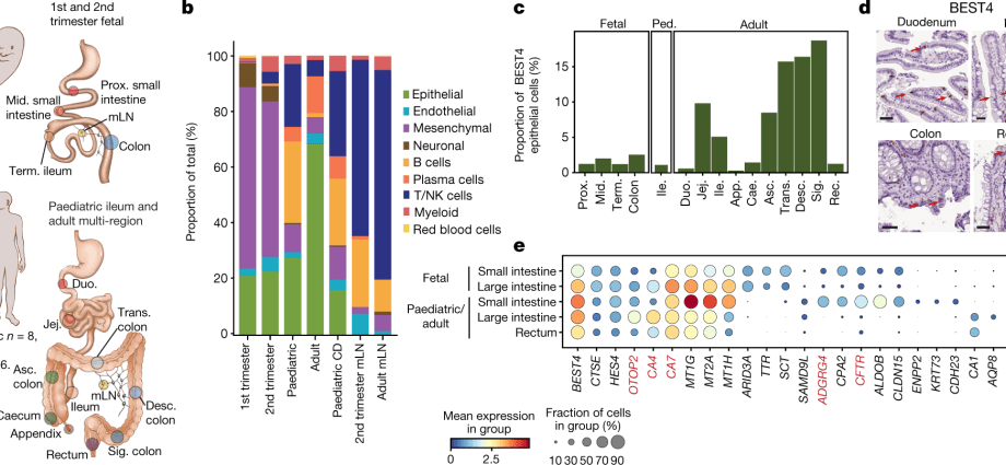 DNA catalog of the inhabitants of our intestine