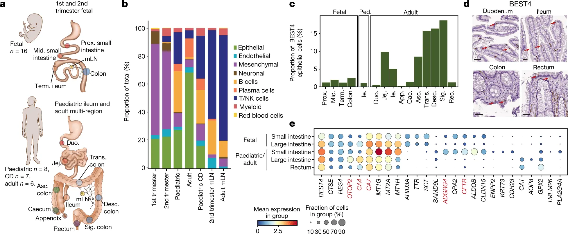 DNA catalog of the inhabitants of our intestine