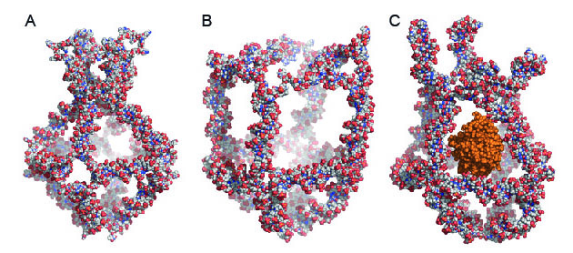 DNA nanocages to deliver drugs to the body